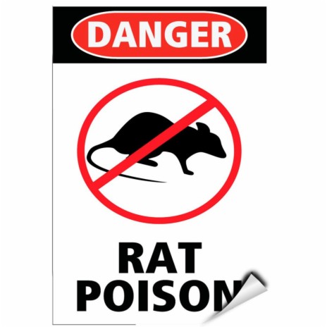 No Rats | Boomplay Music