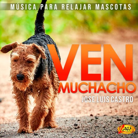 Ven Muchacho (Música Para Relajar Mascotas)