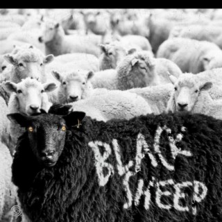 Black Sheep