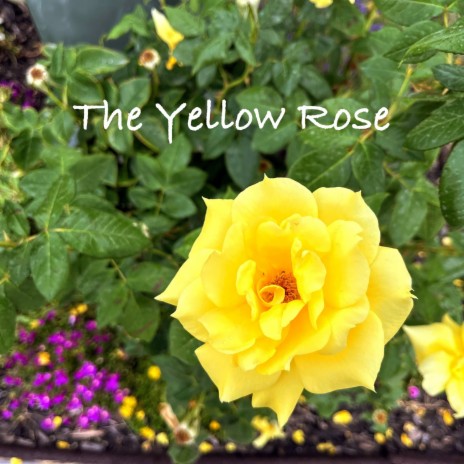 The Yellow Rose