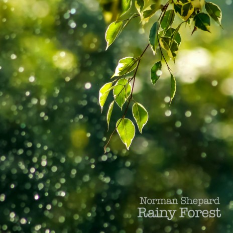 Rainy Forest | Boomplay Music