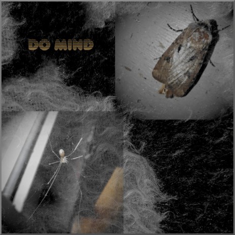 Do Mind | Boomplay Music