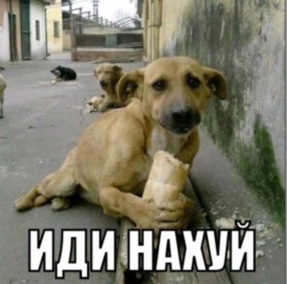 Жас қыз жопқа сиғуды сұрайды