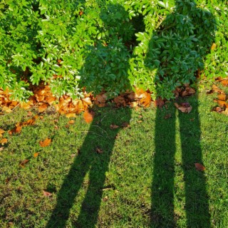 Long Shadows (don't grow too fast)