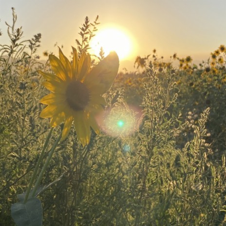 Diving to Bloom | Boomplay Music