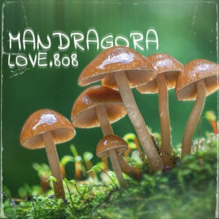 Mandragora