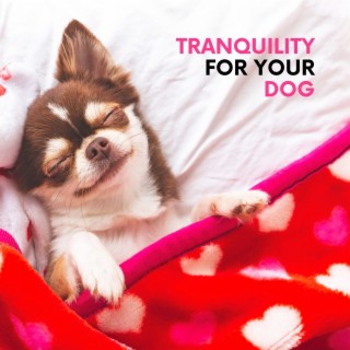 Moment of Tranquility for Your Dog – Calming Music of Nature to Reduce Separation Anxiety