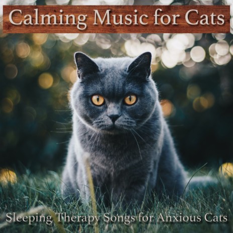 Soft Meows ft. Cat Music Dreams & Cat Music Therapy