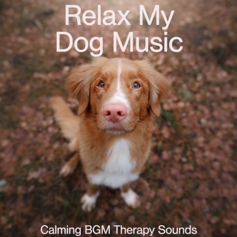Sweet Dreams ft. Dog Music Therapy & Dog Music Dreams | Boomplay Music
