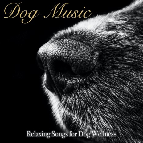 Comforting Paw ft. Dog Music Dreams & Dog Music Therapy