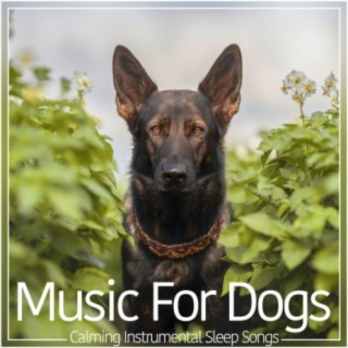 Music For Dogs: Calming Instrumental Sleep Songs