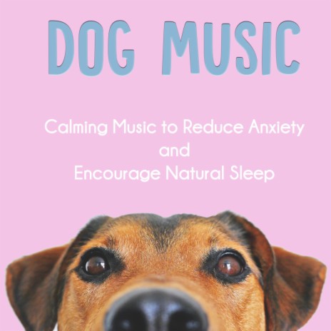 Dog anxiety music store therapy