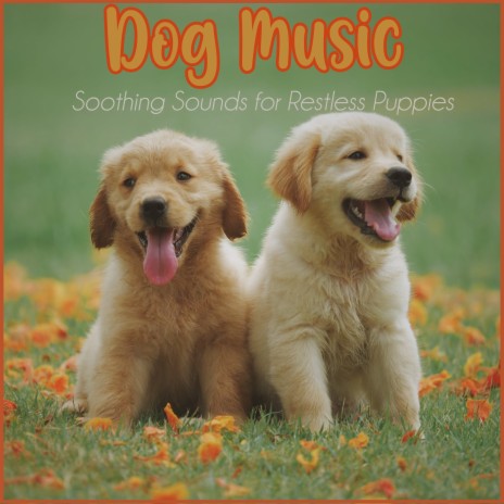 Puppy Lullaby ft. Dog Music Dreams & Pet Music Therapy