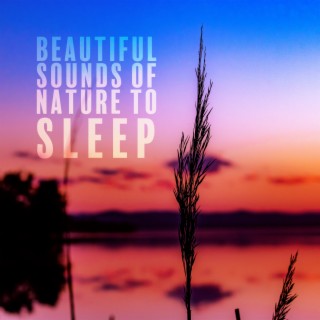 Beautiful Sounds of Nature to Sleep: Gain Good Energy, Meditation Time, Relaxation, Calming Nature Zen, Soft Energy Streams