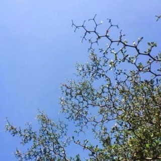 chemtree