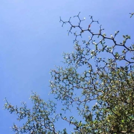 chemtree