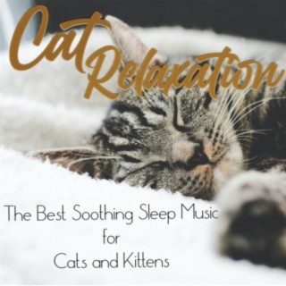 Cat Relaxation: The Best Soothing Sleep Music for Cats and Kittens