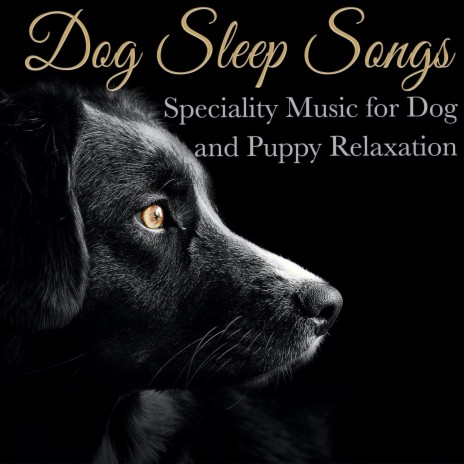 Soft Instrumentals ft. Dog Music Dreams & Dog Music Therapy