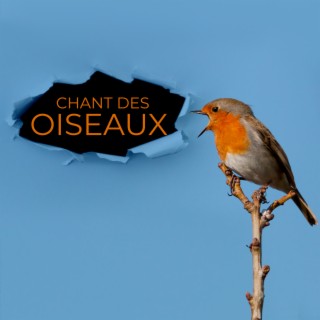 Chant des oiseaux - Musique apaisante qui apporte paix et harmonie