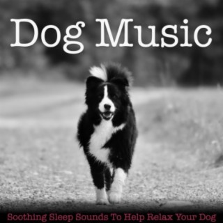 Dog Music: Soothing Sleep Sounds to Help Relax Your Dog
