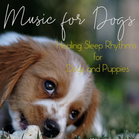 Ambient Instrumentals ft. Dog Music Dreams & Dog Music Therapy