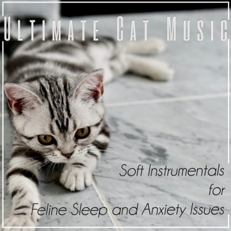 Kitten Sleep Music ft. Cat Music Dreams & Cat Music Therapy