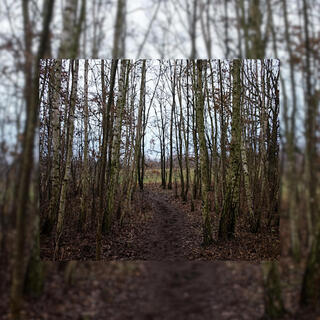 Ghost Forest