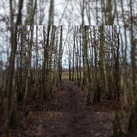 Ghost Forest