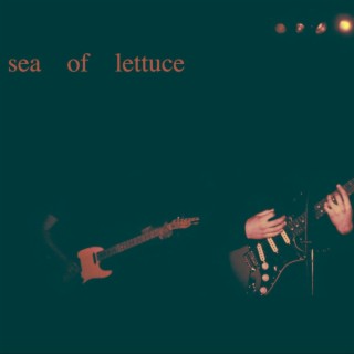 Sea of Lettuce