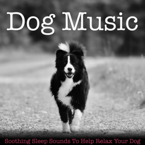 Music For Dog's Ears ft. Dog Music & Relaxmydog | Boomplay Music