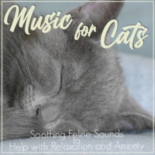 Music For Cats: Soothing Feline Sounds to Help with Relaxation and Anxiety