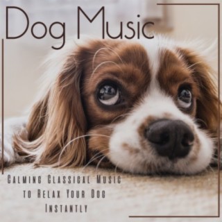 Dog Music: Calming Classical Music to Relax Your Dog Instantly