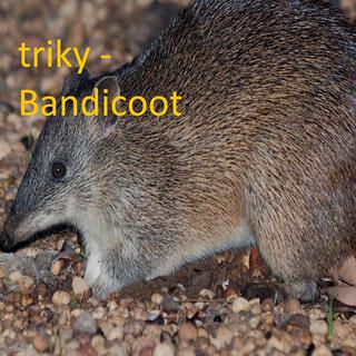 Bandicoot