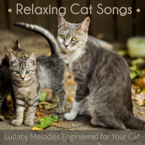 Cuddling ft. Cat Music Therapy | Boomplay Music