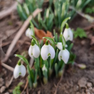 Snow Drop