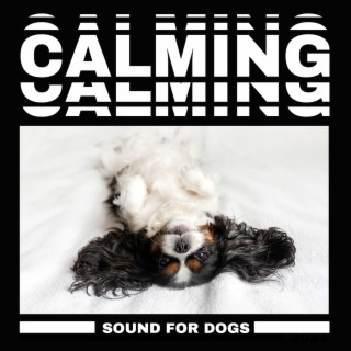 Calming Sound for Dogs: Deep Dog Meditation Sleep, Peaceful Evening with New Age