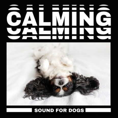 Dog Insomnia. Music Therapy