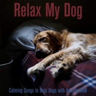 Relax My Dog: Calming Songs to Help Dogs with Anxiety BGM
