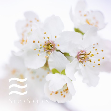 White noise sweet dreams melody | Boomplay Music