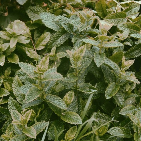 Mint Leaves