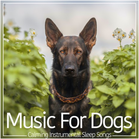 Lake Flow ft. Dog Music & Dog Music Therapy