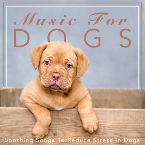 Shining Stars ft. Dog Music Dreams & Dog Music Therapy | Boomplay Music