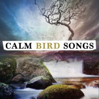 Calm Bird Sounds