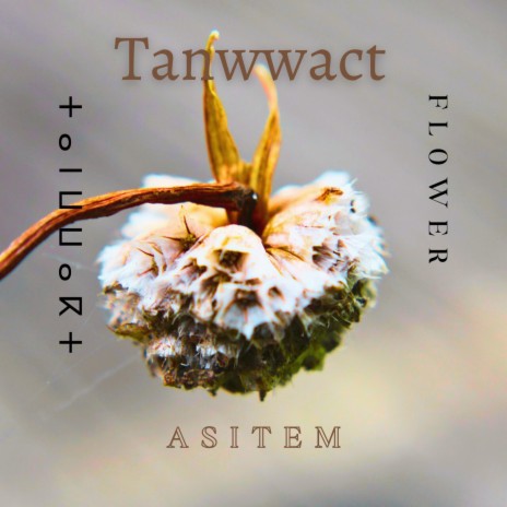 Tanwwact - ⵜⴰⵏⵡⵡⴰⴽⵜ - Flower | Boomplay Music