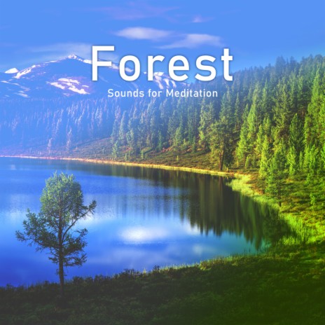 Purely Serene Forest