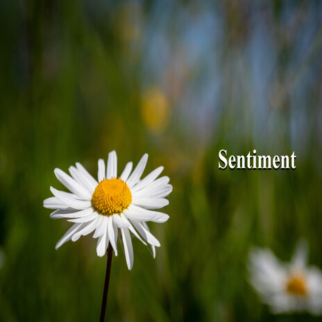 Sentiment | Boomplay Music