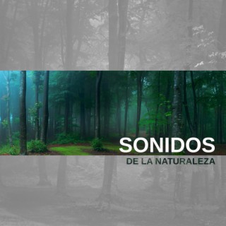 Sonidos de la Naturaleza: Pájaros, Río, Sonidos de Lluvia para un Sueño Profundo