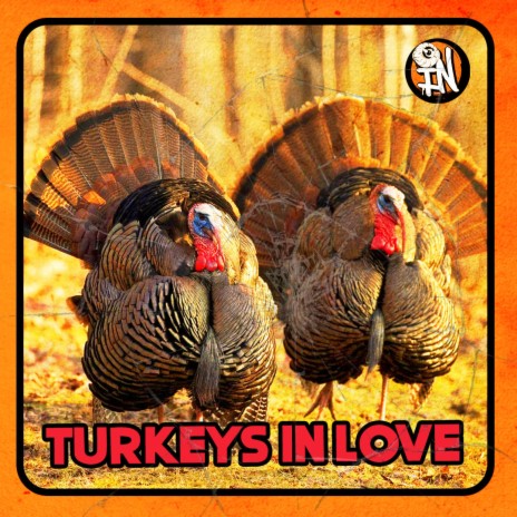 Turkeys in love | Boomplay Music