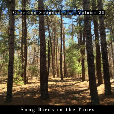 Cape Cod Soundscapes: Song Birds in the Pines, Pt. 4 | Boomplay Music