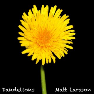 Dandelions